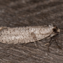 Lepidoscia adelopis, annosella and similar species at Melba, ACT - 3 Apr 2022