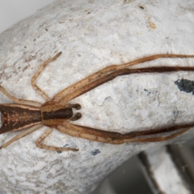 Sidymella trapezia (Trapezoid Crab Spider) at Melba, ACT - 3 Apr 2022 by kasiaaus
