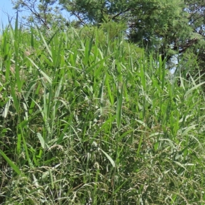 Phragmites australis (Common Reed) at Jerrabomberra Wetlands - 26 Nov 2020 by RodDeb