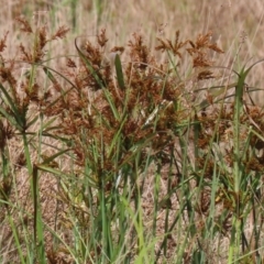 Cyperus exaltatus (Tall Flat-sedge, Giant Sedge) at Fyshwick, ACT - 25 Apr 2022 by RodDeb