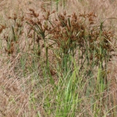 Cyperus exaltatus at Fyshwick, ACT - 25 Apr 2022 12:50 PM