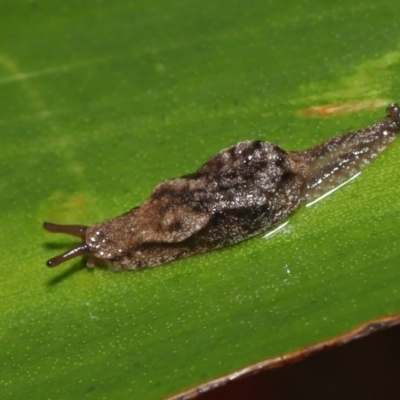 Cystopelta astra (Snowy Mountains Humpback Slug) at ANBG - 28 Apr 2022 by TimL