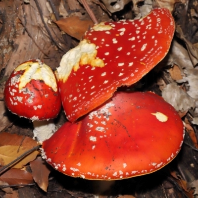 Amanita muscaria (Fly Agaric) at ANBG - 29 Apr 2022 by TimL