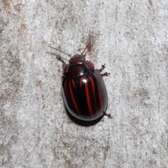 Paropsisterna nigerrima at Acton, ACT - 29 Apr 2022