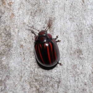 Paropsisterna nigerrima at Acton, ACT - 29 Apr 2022