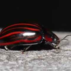 Paropsisterna nigerrima at Acton, ACT - 29 Apr 2022