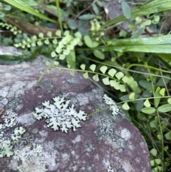 Asplenium flabellifolium (Necklace Fern) at Edrom, NSW - 23 Apr 2022 by JaneR