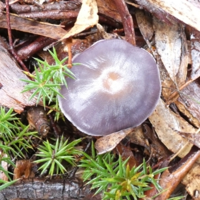 Cortinarius sp. - lilac, blue(ish), purple(ish) at Boro - 27 Apr 2022 by Paul4K