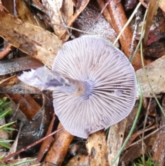 Cortinarius sp. - lilac, blue(ish), purple(ish) at Boro - suppressed