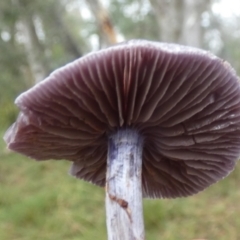 Cortinarius sp. - lilac, blue(ish), purple(ish) at Boro - suppressed