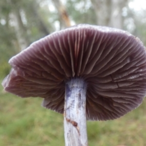 Cortinarius sp. at Boro, NSW - 28 Apr 2022