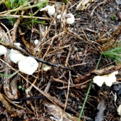 Unidentified Cap, gills below, no stem & usually on wood [stemless mushrooms & the like] at Boro - 27 Apr 2022 by Paul4K