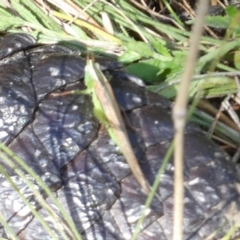 Conocephalus semivittatus at Boro, NSW - suppressed