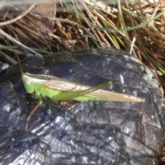 Conocephalus semivittatus at Boro, NSW - suppressed