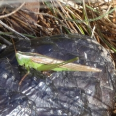 Conocephalus semivittatus at Boro, NSW - suppressed