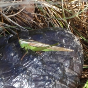 Conocephalus semivittatus at Boro, NSW - suppressed