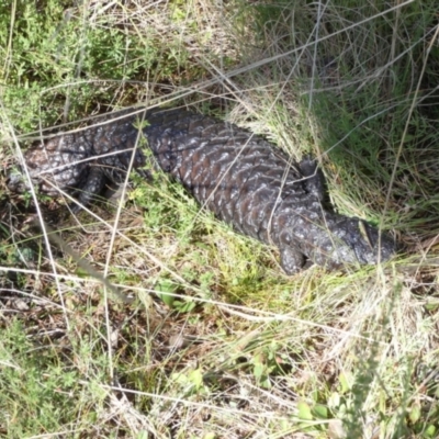 Tiliqua rugosa (Shingleback Lizard) at Boro, NSW - 29 Apr 2022 by Paul4K
