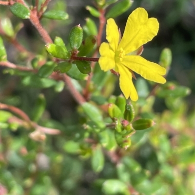 Hibbertia aspera subsp. aspera at Edrom, NSW - 23 Apr 2022 by JaneR