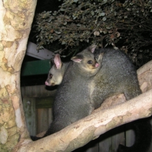 Trichosurus vulpecula at Kambah, ACT - 29 Apr 2022 06:46 PM