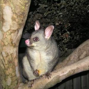 Trichosurus vulpecula at Kambah, ACT - 29 Apr 2022 06:46 PM