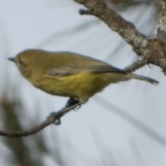 Acanthiza nana (Yellow Thornbill) at Boro, NSW - 28 Apr 2022 by Paul4K