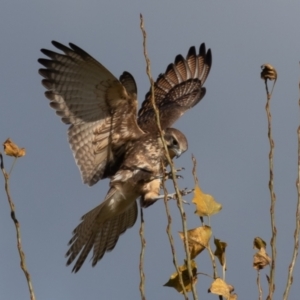 Falco berigora at Stromlo, ACT - 29 Apr 2022