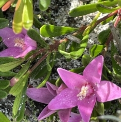 Crowea exalata subsp. magnifolia at Green Cape, NSW - 25 Apr 2022 by JaneR