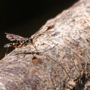 Xanthocryptus novozealandicus at Fyshwick, ACT - 11 Mar 2022