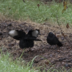 Corcorax melanorhamphos at Molonglo Valley, ACT - 28 Apr 2022