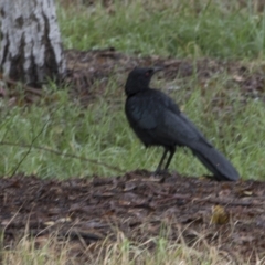 Corcorax melanorhamphos at Molonglo Valley, ACT - 28 Apr 2022