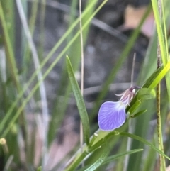 Pigea vernonii subsp. vernonii (Erect Violet) at Green Cape, NSW - 24 Apr 2022 by JaneR