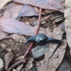 Helicarion cuvieri (A Semi-slug) at Tantangara, NSW - 27 Apr 2022 by LindaGroom