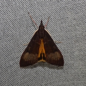 Uresiphita ornithopteralis at McKellar, ACT - 30 Apr 2022