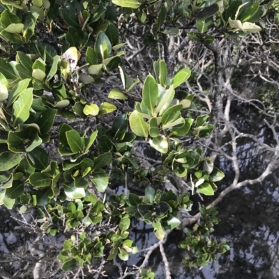 Avicennia marina subsp. australasica (Grey Mangrove) at Rhyll, VIC - 15 Apr 2022 by Tapirlord