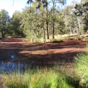 Azolla pinnata at Belconnen, ACT - 21 Jul 2020