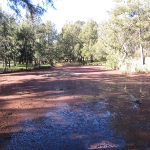 Azolla pinnata at Belconnen, ACT - 21 Jul 2020