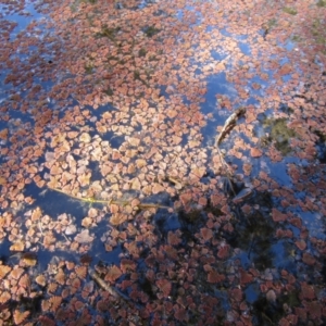 Azolla pinnata at Belconnen, ACT - 21 Jul 2020