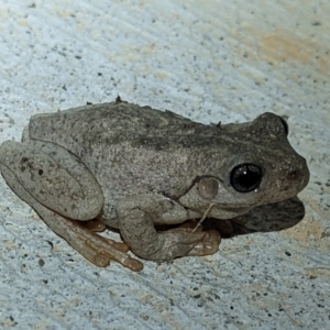 Litoria peronii at Nanima, NSW - 29 Apr 2022