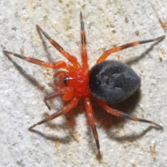 Nicodamidae (family) (Red and Black Spider) at Acton, ACT - 29 Apr 2022 by TimL