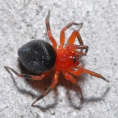 Nicodamidae (family) at Acton, ACT - 29 Apr 2022