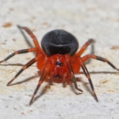 Nicodamidae (family) at Acton, ACT - 29 Apr 2022