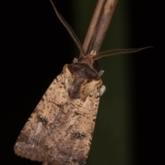 Agrotis porphyricollis (Variable Cutworm) at Melba, ACT - 3 Apr 2022 by kasiaaus