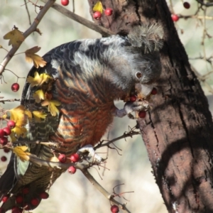 Callocephalon fimbriatum at McKellar, ACT - 29 May 2021