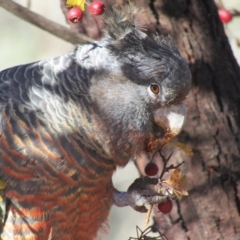 Callocephalon fimbriatum at McKellar, ACT - 29 May 2021