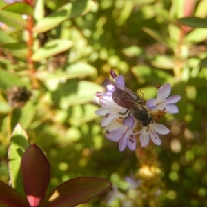 Lasioglossum (Parasphecodes) sp. (genus & subgenus) at McKellar, ACT - suppressed