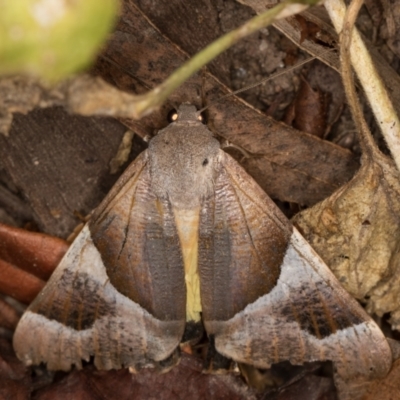 Niceteria macrocosma (Showy Geometrid) at Melba, ACT - 4 Apr 2022 by kasiaaus