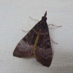 Uresiphita ornithopteralis (Tree Lucerne Moth) at Stirling Range National Park, WA - 14 Sep 2019 by Christine