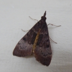 Uresiphita ornithopteralis at Stirling Range National Park, WA - 13 Sep 2019 by Christine