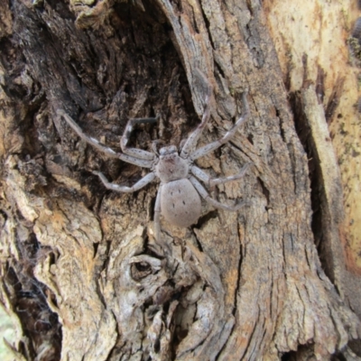 Isopeda sp. (genus) (Huntsman Spider) at Nicholls, ACT - 13 Jul 2021 by Amata