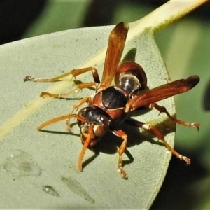 Polistes (Polistella) humilis at Acton, ACT - 29 Apr 2022